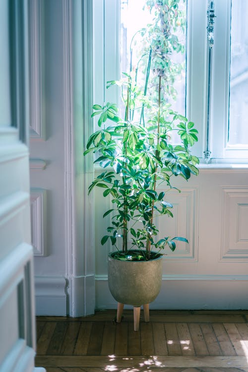 有关垂直的, 室內, 綠色植物的免费素材图片