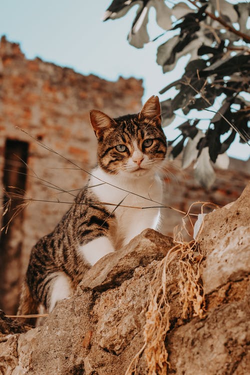 有关低角度拍摄, 動物, 哺乳動物的免费素材图片