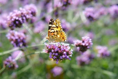 有关昆蟲, 植物群, 紫丁香的免费素材图片