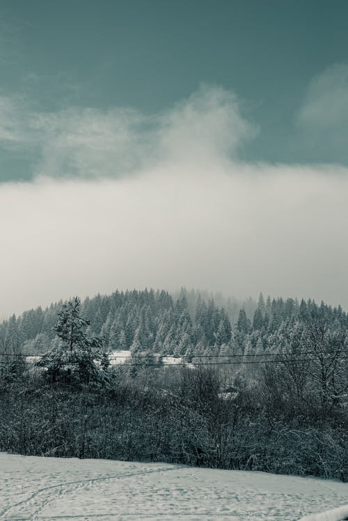 有关冬季, 冷, 垂直拍摄的免费素材图片