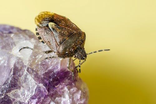 有关動物, 室內, 寄生物的免费素材图片