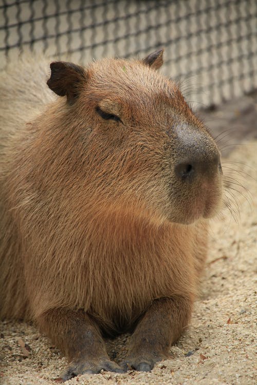 棕色土壤上的棕色啮齿动物 · 免费素材图片