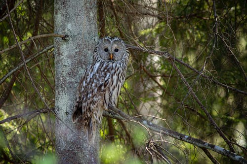 有关strix uralensis, 乌拉尔猫头鹰, 動物攝影的免费素材图片