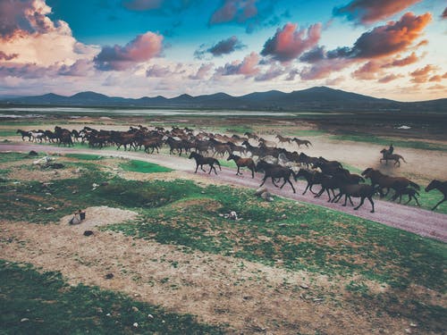 有关一群動物, 哺乳動物, 泥路的免费素材图片