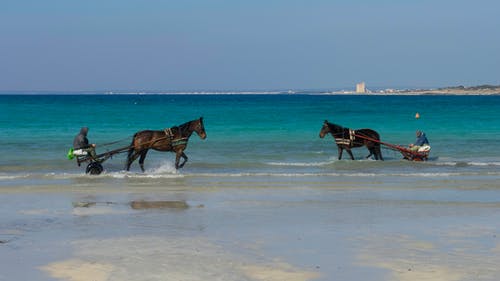 有关哺乳動物, 地平線, 娛樂的免费素材图片