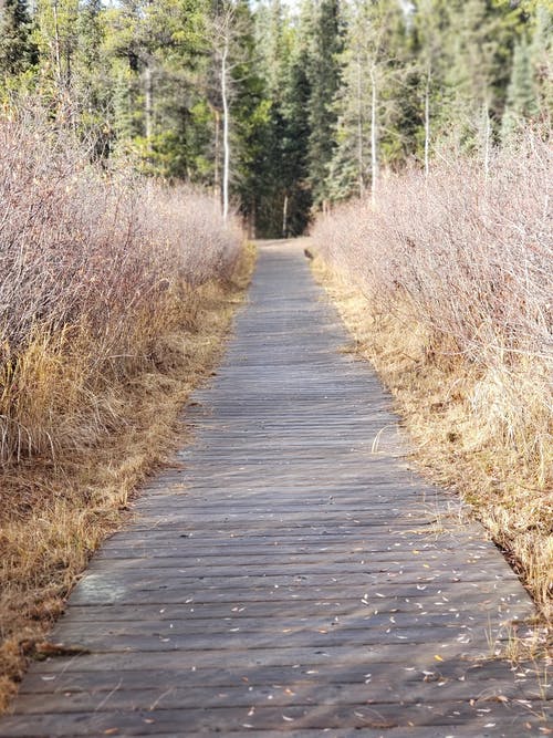 有关垂直拍摄, 木質走道, 田的免费素材图片