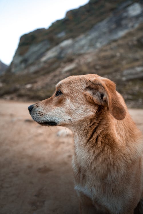 有关側面圖, 動物, 可愛的免费素材图片