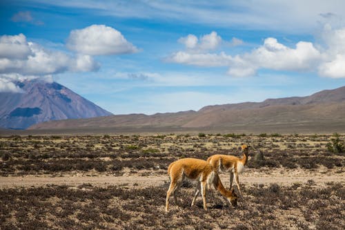 有关乾旱, 傾斜移位, 山的免费素材图片