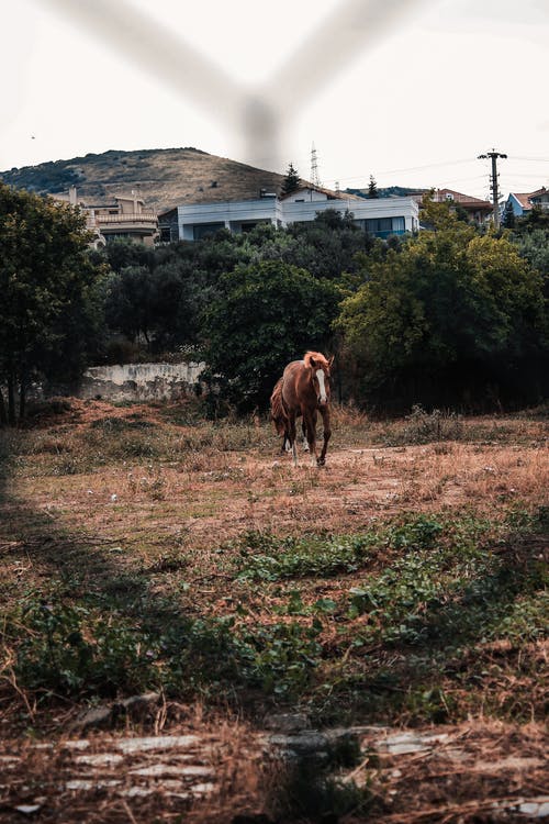 有关動物, 哺乳動物, 垂直拍摄的免费素材图片