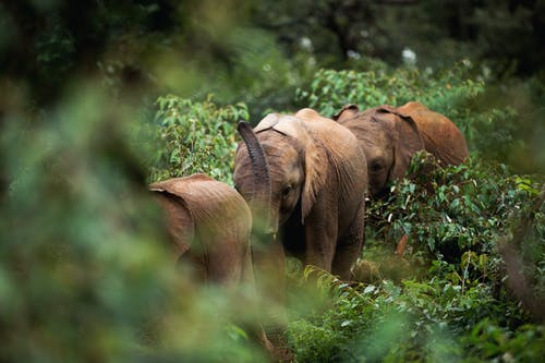 有关大象, 棲息地, 草食動物的免费素材图片