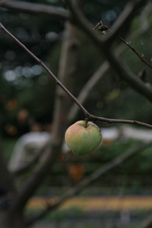 有关垂直拍摄, 樹枝, 水果的免费素材图片