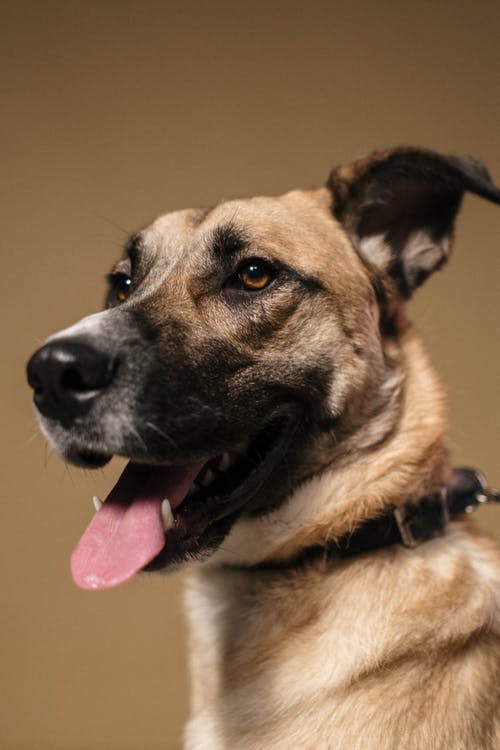 有关動物, 動物攝影, 動物的鼻子的免费素材图片