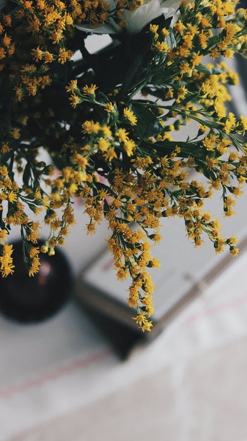 有关垂直拍摄, 漂亮, 特写的免费素材图片