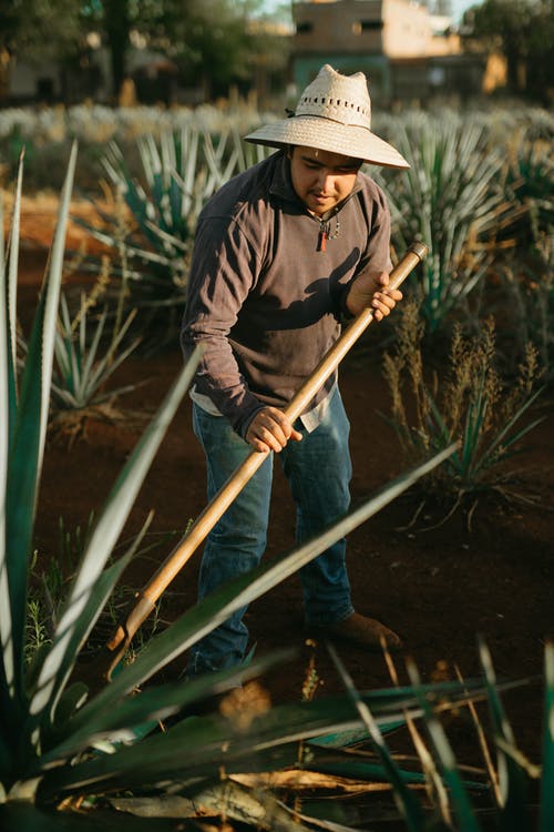 有关下田, 人, 土的免费素材图片