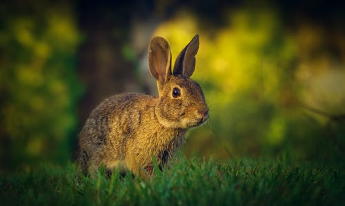 有关兔子, 動物攝影, 可愛的免费素材图片