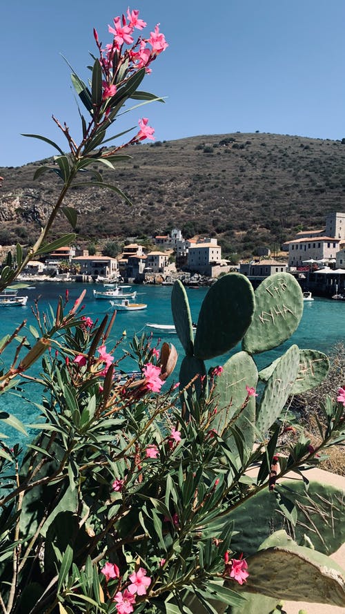 有关仙人掌, 垂直拍摄, 天性的免费素材图片