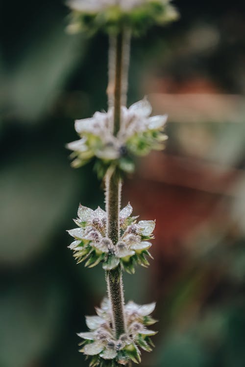 有关垂直拍摄, 增長, 微妙的免费素材图片