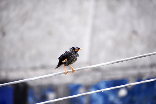 有关棲息, 蜂鳥, 鳥類學的免费素材图片