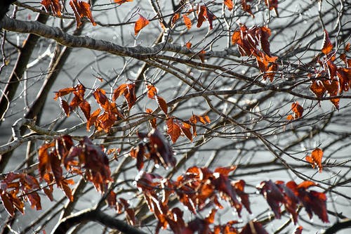 有关下落, 枯葉, 植物學的免费素材图片