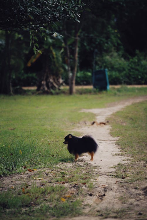 有关動物, 可愛, 國內的免费素材图片