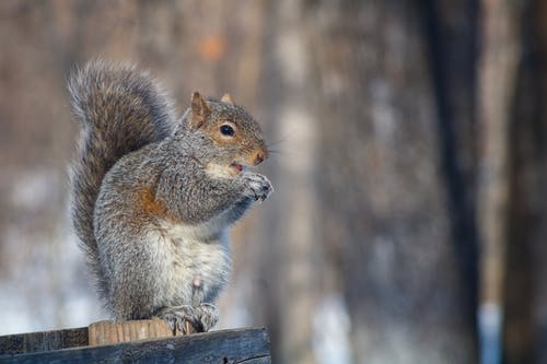 有关動物攝影, 原本, 囓齒動物的免费素材图片