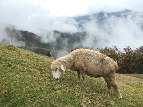 有关動物, 動物攝影, 吃的免费素材图片
