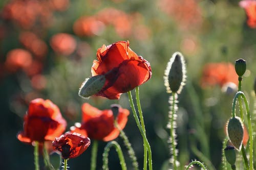 有关增長, 植物群, 綻放的花朵的免费素材图片
