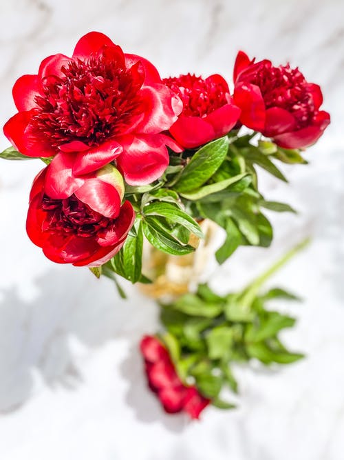 有关垂直拍摄, 漂亮, 紅色的花朵的免费素材图片