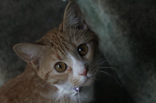 有关動物, 哺乳動物, 國內的免费素材图片