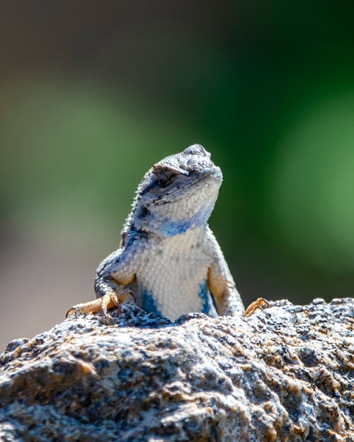 灰色的蜥蜴，在灰色的岩石上 · 免费素材图片