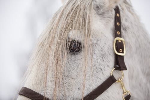有关動物, 動物攝影, 哺乳動物的免费素材图片