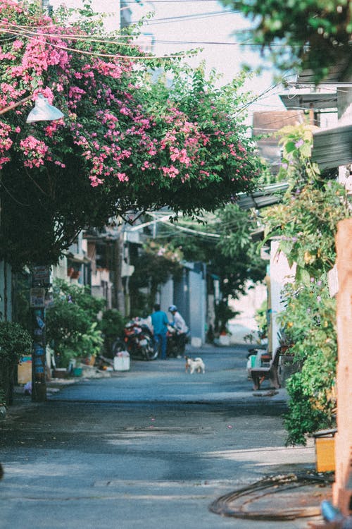 有关九重葛, 垂直拍摄, 开花植物的免费素材图片