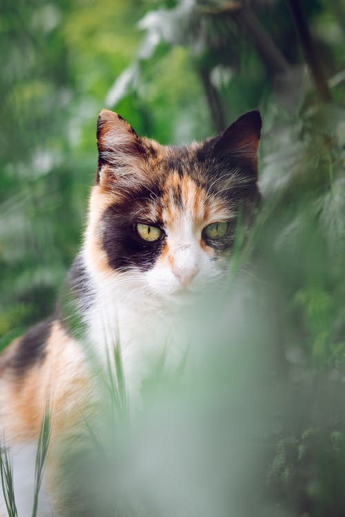 有关前景, 動物, 動物攝影的免费素材图片