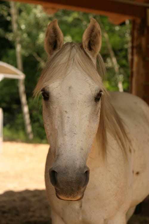 有关動物, 動物攝影, 哺乳動物的免费素材图片