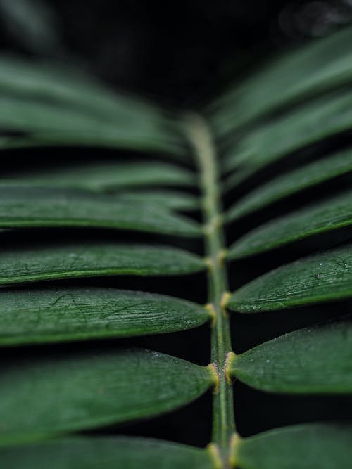 有关垂直拍摄, 天性, 植物學的免费素材图片