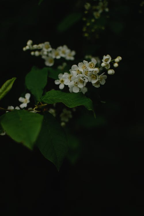 白花与绿叶 · 免费素材图片