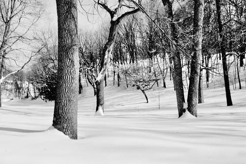 有关冬季, 无叶的树木, 森林的免费素材图片