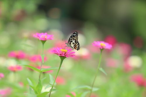 有关天線, 微距拍摄, 戶外的免费素材图片