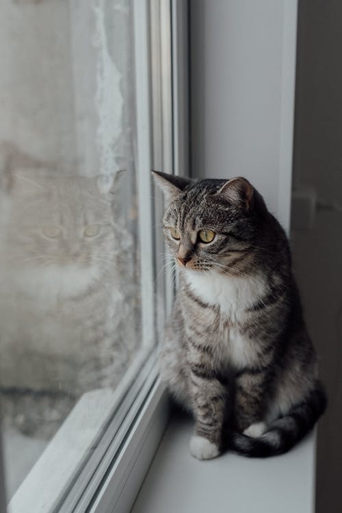 有关動物, 動物攝影, 哺乳動物的免费素材图片