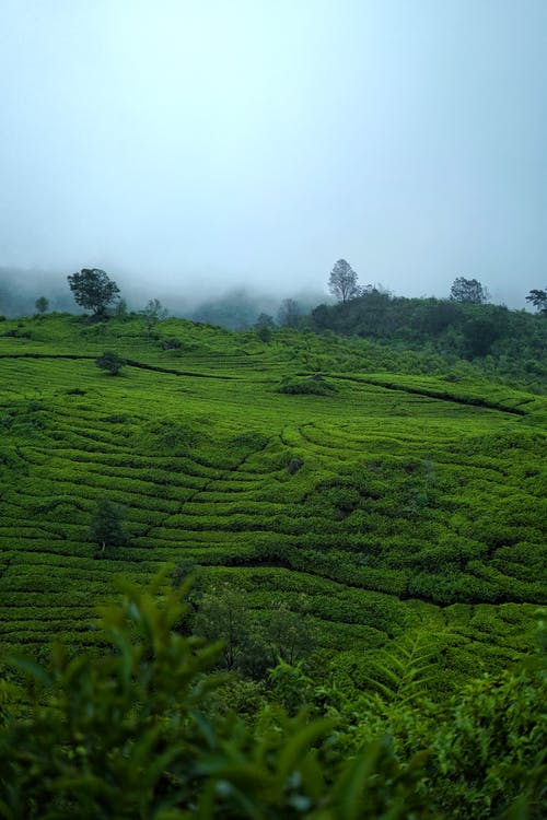 有关垂直的, 天性, 景觀的免费素材图片
