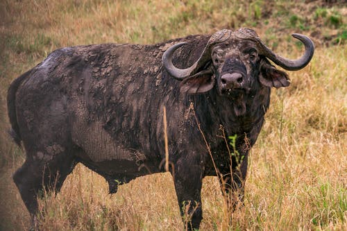 有关動物, 動物攝影, 動物肖像的免费素材图片