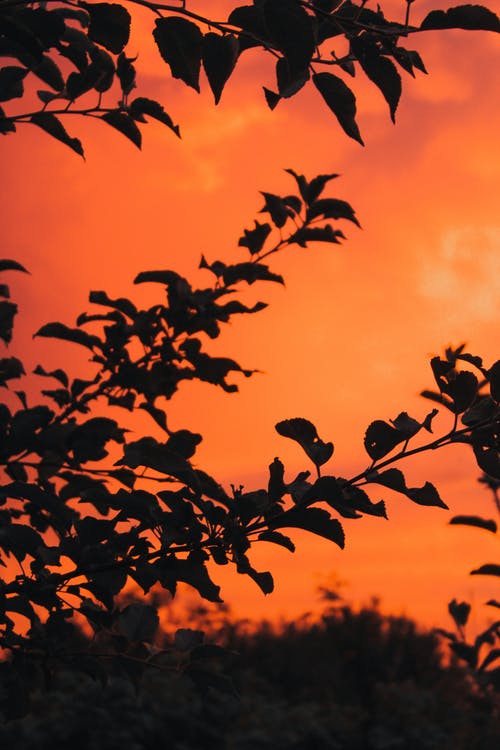 有关剪影, 垂直拍摄, 日出的免费素材图片