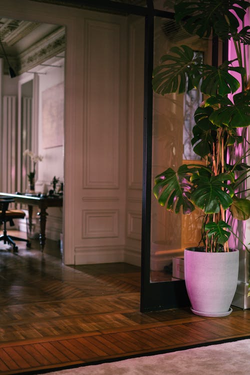 有关垂直的, 室內, 綠色植物的免费素材图片