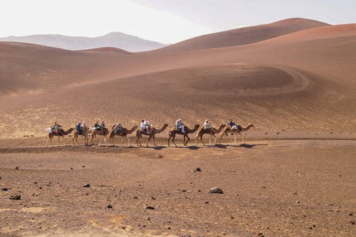 有关乾旱, 沙漠, 駱駝的免费素材图片