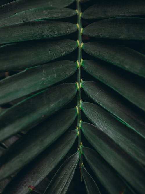 有关垂直拍摄, 天性, 植物學的免费素材图片