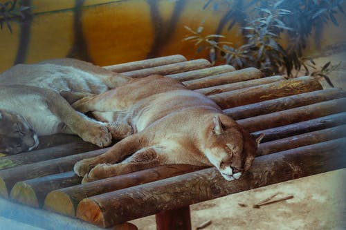有关動物, 動物園, 哺乳動物的免费素材图片