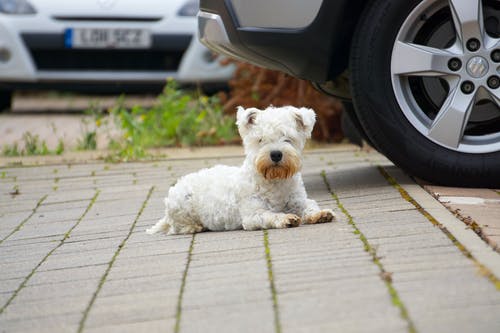 有关動物攝影, 寵物, 犬的免费素材图片