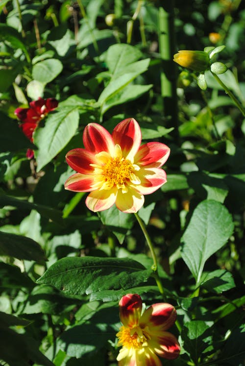 有关垂直拍摄, 綠葉, 綻放的花朵的免费素材图片