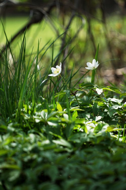 有关垂直拍摄, 景深, 植物群的免费素材图片
