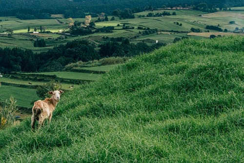有关丘陵, 凝視, 動物攝影的免费素材图片